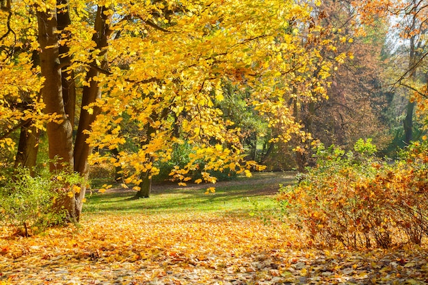 Herfstpark met boom en gouden bladeren op zonnige dag