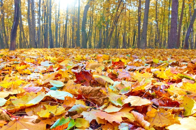 Herfstpark met esdoorns en gele gevallen bladeren - Landschap