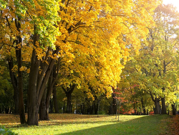 Herfstpark met esdoorns. geel en groen gebladerte op zonnige dag. prachtig kleurrijk herfstpark