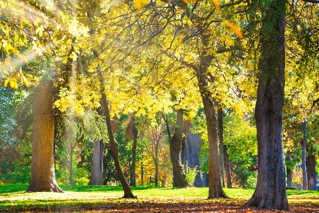 Herfstpark met gele kastanjebomen en herfstbladeren op een zonnige dag