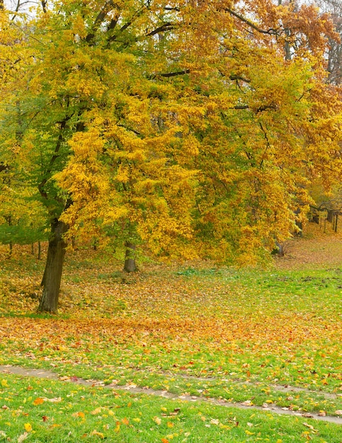 Herfstpark met groen gras, boom en gele bladeren