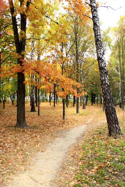 Herfstpark met prachtige bomen met gele bladeren