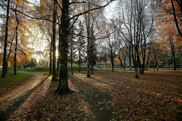 herfstparkzonlandschap / seizoensgebonden herfstlandschap in een geel park, zonnestralen bij zonsondergang in oktober