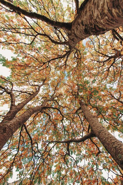 Herfstplanten met kleurrijk blad van onderaf genomen