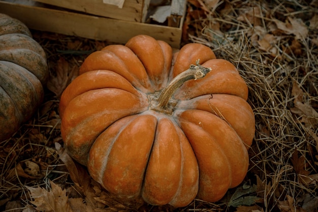 Herfstsamenstelling van pompoen en het stro in de tuin, helder herfststilleven, herfstmarkt, pompoenoogst, veganistisch biologisch voedsel