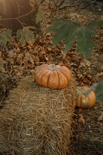 Herfstsamenstelling van pompoen en het stro in de tuin, helder herfststilleven, herfstmarkt, pompoenoogst, veganistisch biologisch voedsel