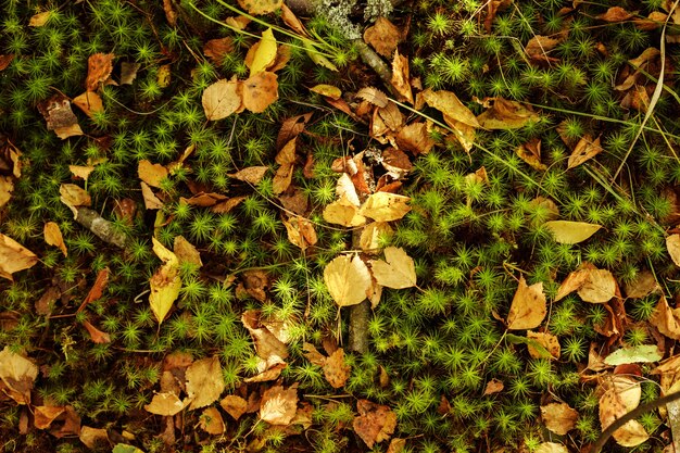 Foto herfstseizoen achtergrond gele bladeren op de mosstraal van licht op de bladaardachtergrond