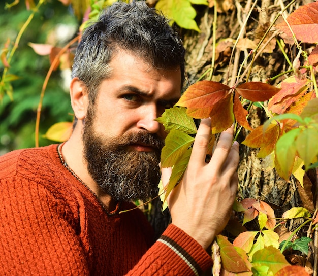 Herfstseizoen en schoonheidsconcept. Man met _______ gezicht op herfst klimop bladeren achtergrond. Macho met baard geniet van de herfst. Guy poseren in de buurt van rode bladeren. / boom.