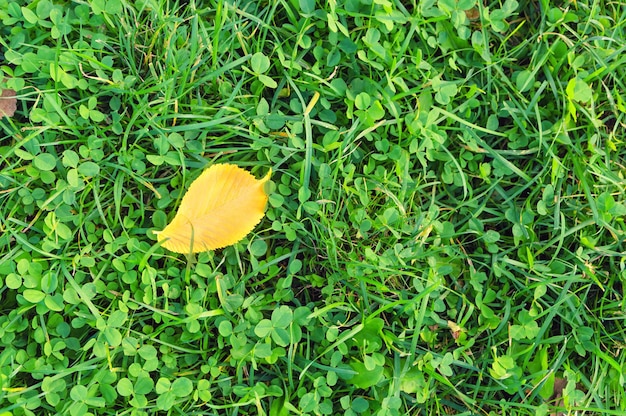 Herfstseizoen. Geel herfstblad op het groene gras