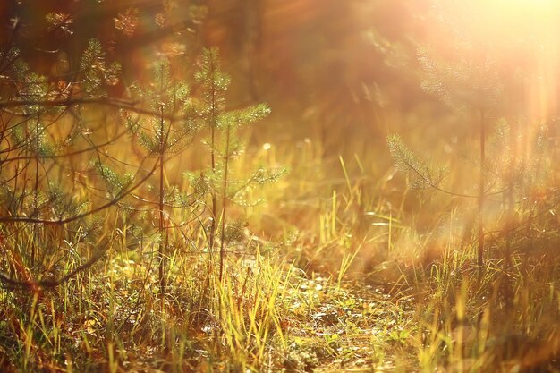 herfstseizoen landschap in park, uitzicht op gele bomen steegje achtergrond