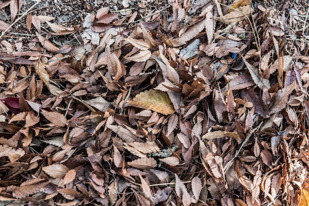 herfstseizoen, natuurlijke bladeren achtergrond en textuur