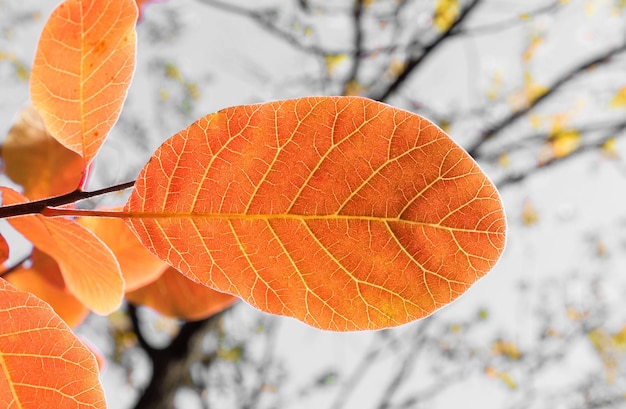 Herfstseizoen. oranje herfstbladeren op een tak