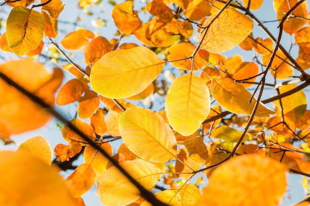 Herfstseizoen. Oranje herfstbladeren op een tak