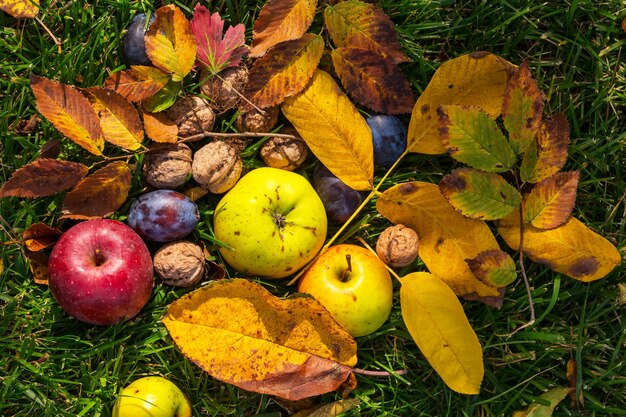 Herfstseizoenscène met oogst van fruit en walnoten in de tuin. Schoonheid van de herfst.