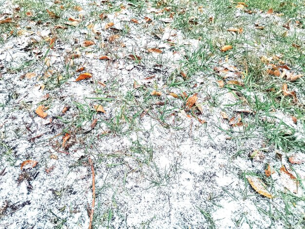 Herfstsneeuwval en herfstbladeren op de grond