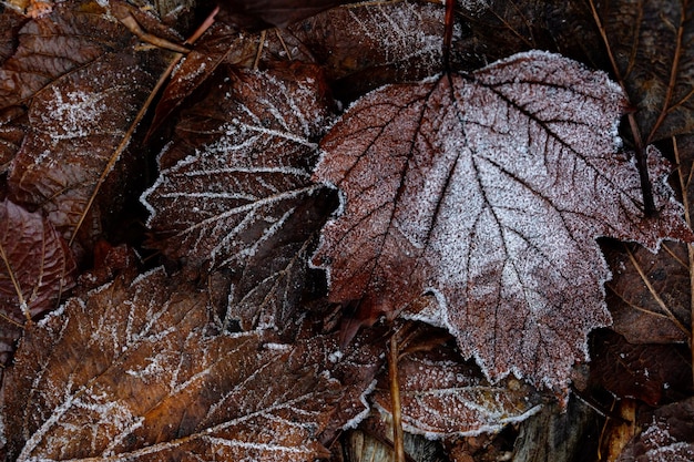 Herfststemming herfstachtergrond Gevallen bladeren bedekt met vorst De textuur van de bladeren Schoonheid van de natuur