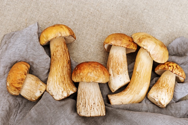 Herfststilleven met eekhoorntjesbroodpaddestoelen. Verse eekhoorntjesbroden op keuken.