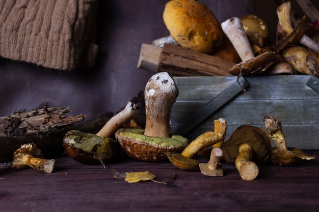 Herfststilleven met wilde paddenstoelen