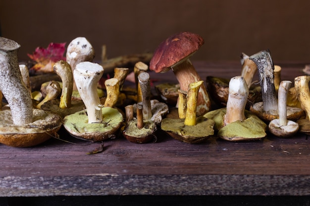 Herfststilleven met wilde paddenstoelen