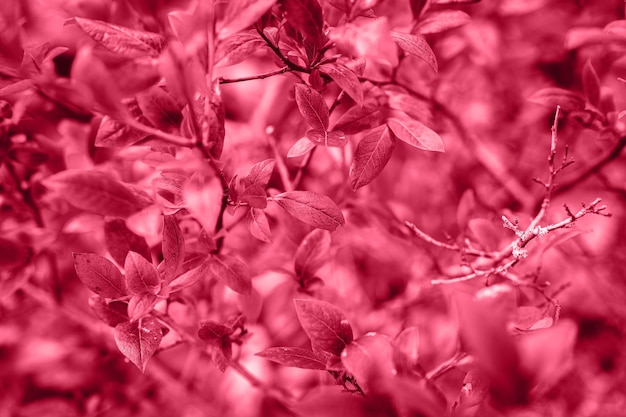 Herfststruik met bosbessenbladeren vaccinium corymbosum verlaat bordeaux rood paars roze kleur in de tuin in herfsttuinieren en natuurconcept afgezwakt in viva magenta trendkleur van het jaar 2023