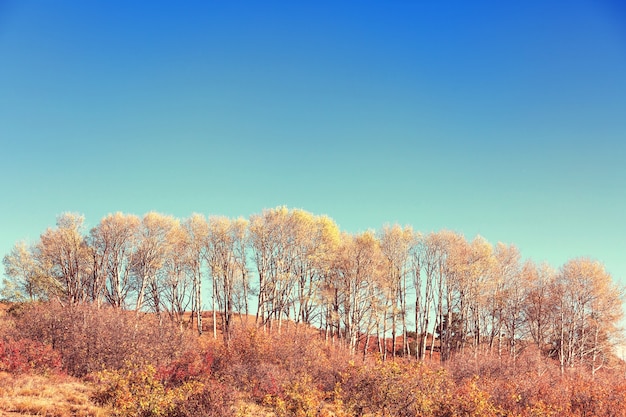 Herfsttafereel in gele tinten. fall achtergrond.