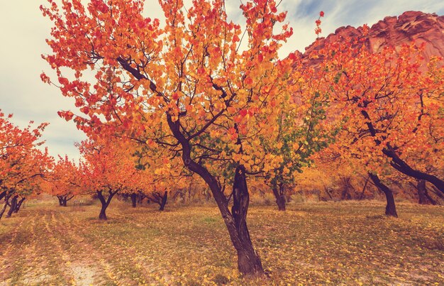 Herfsttafereel in gele tinten