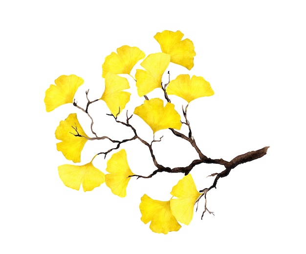 Foto herfsttak met gele ginkgobladeren.