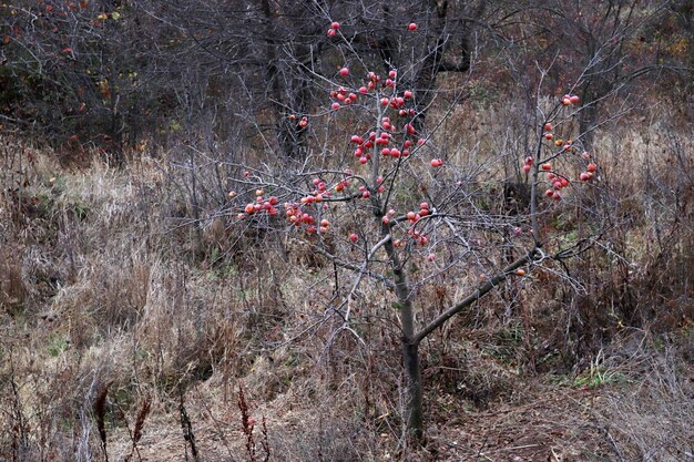 Herfsttakken van een appelboom