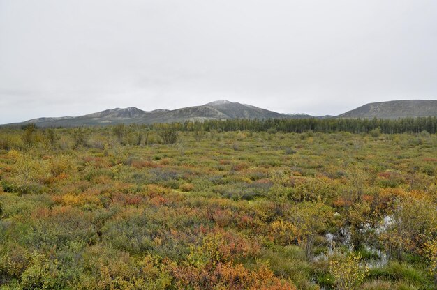 Herfsttoendra op de achtergrond van bergen in Yakutia