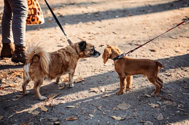 Herfstwandelingen met een schattige cocker-spaniëlpuppy en andere hondenbijeenkomsten in het herfstpark