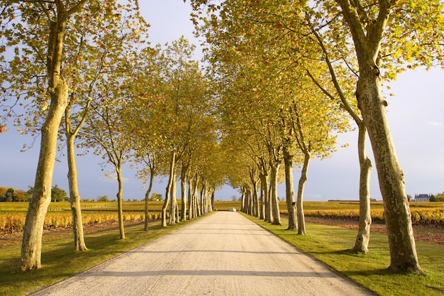 Herfstweg die naar de wijngaard leidt