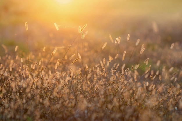 Herfstweide in zonsonderganglicht