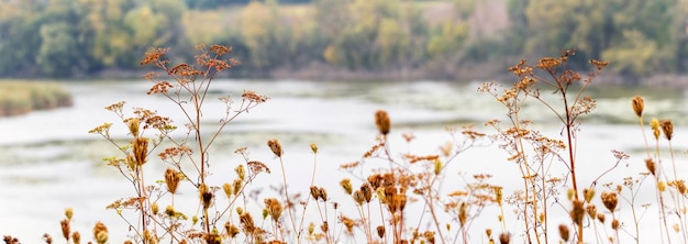 Herfstzicht met droge planten in de buurt van de rivier in de late herfst