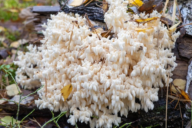 Hericium coralloides groeien in het bos op een gevallen berk