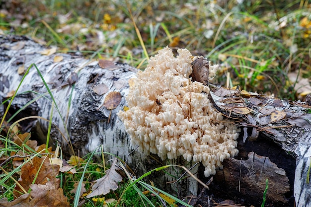 Foto hericium coralloides che cresce nella foresta su una betulla caduta