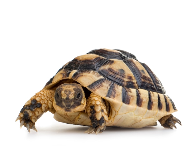 Herman's schildpad voor een witte backgroung