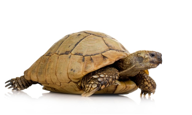 La tartaruga di herman davanti a un backgroung bianco
