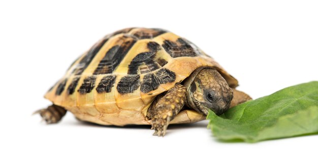 Hermann's tortoise eating salad, isolated on white