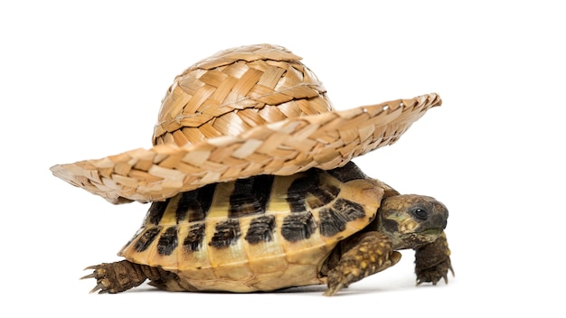 Hermann's tortoise, isolated on white