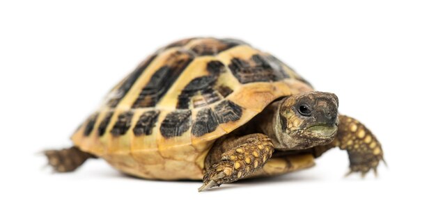 Hermann's tortoise, isolated on white