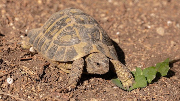 Hermann turtle in freedom outside