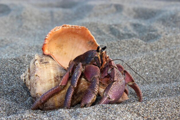 hermit crab on the beach