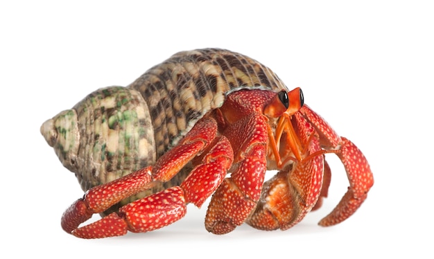 Hermit crab - Coenobita perlatus on a white isolated