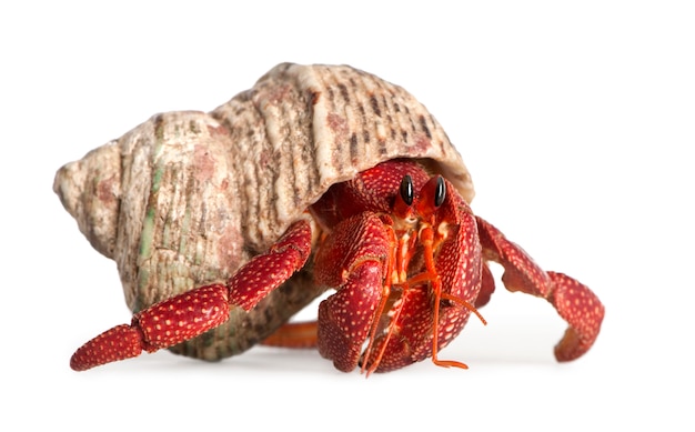 Hermit crab - Coenobita perlatus on a white isolated