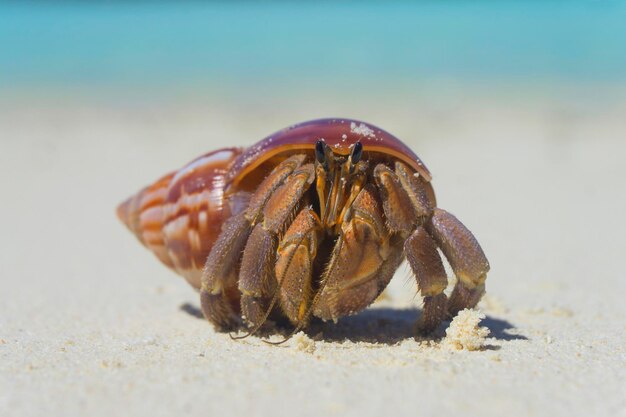 Hermit crab crawling along a tropical sandy beach