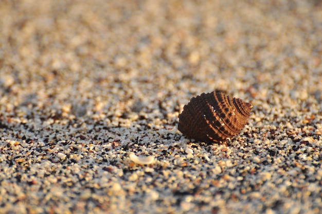 hermit crab in the sand