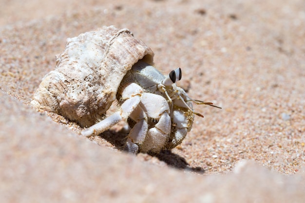 Hermit Crab in a screw shell