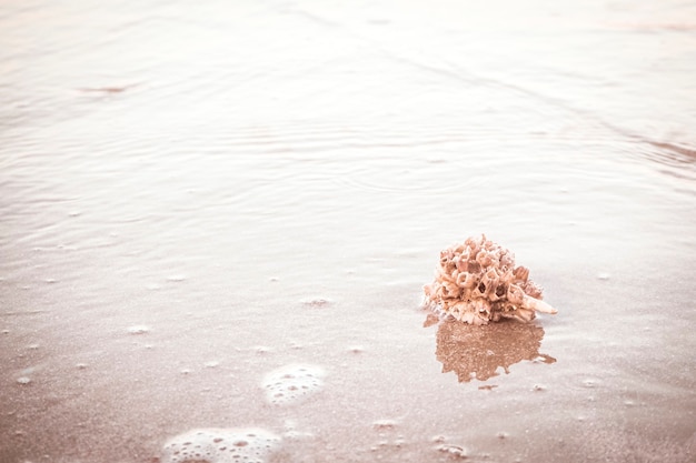 Hermit crab Shell On Golden Beach