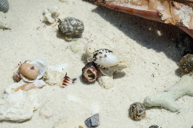 Краб-отшельник в раковине на белом песчаном пляже в Таиланде