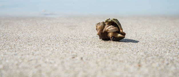 Hermit Crab in shells on a clear white beach